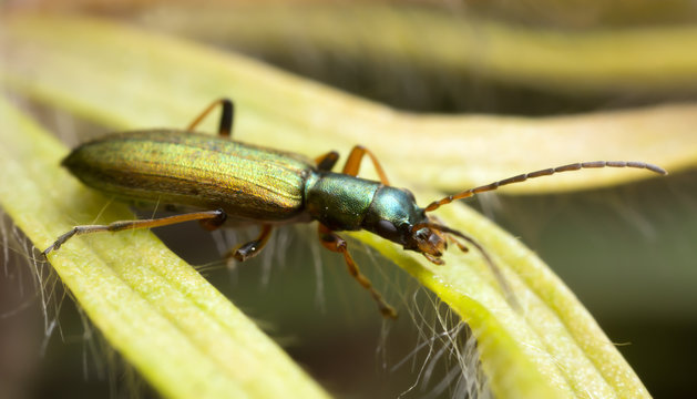 False blister beetle, Chrysanthia nigricornis