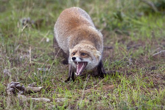 Aggressive red fox 