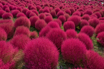 Beautiful Kochia in autumn season, Ibaraki, Japan