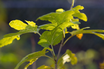 Obraz premium green leaf