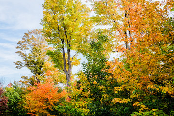 Fototapeta premium Fall Forest '16
