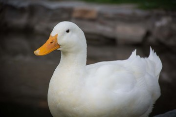 White Duck