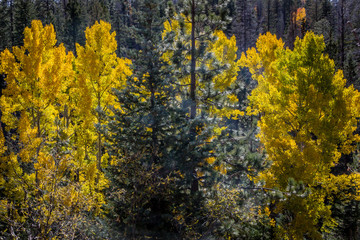 Cluster of Yellow Aspen Trees in Pine Forrest, North Rim, Grand Canyon, Arizona