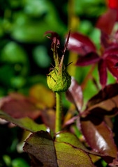 Photo of green rose bud on a green red foliage background