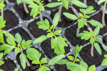 young green tomato seedling in seedling tray