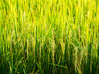 rice field and sunshine for background