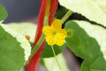 Small melon flower