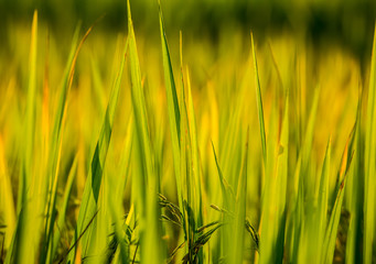 Obraz premium rice field and sunshine for background