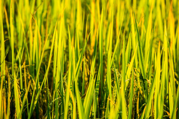 rice field and sunshine for background