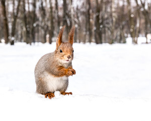 Naklejka na ściany i meble squirrel sitting on snow and holding a nut on blurred winter forest background