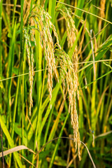 rice field and sunshine for background