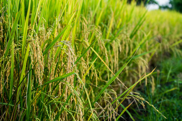 rice field and sunshine for background