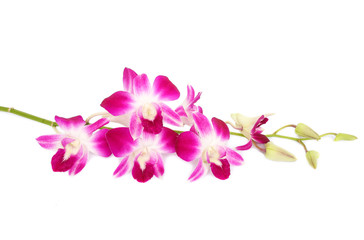 Obraz na płótnie Canvas Beautiful orchids isolated on white background