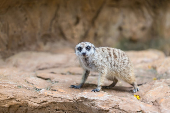 Single meerkat looking for hunter animal