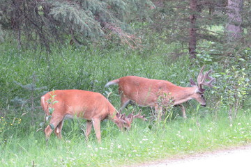 Two mule deer that eat pastures in Banff, Canada.