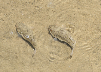 Urunga NSW, toadfish,or puffer fish. © 169169