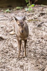 Indian hog deer in head close up shot