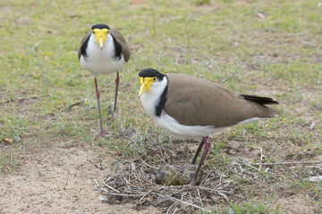 Pair of Spur winged plover with eggs