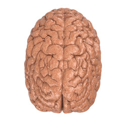 human brain