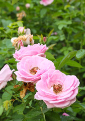 Beautiful pink rose in a garden