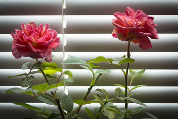 Rose on a window sill