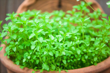 鉢に植えられたグリーン