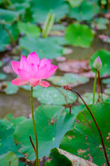 Pink lotus flower and green leaf of nature on lotus pond in Udon Thani ,Thailand. Photo taken on: 10 November , 2016