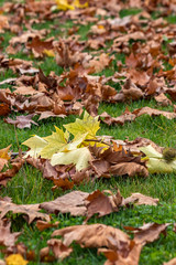 crispy brown leaves with one yellow leaves