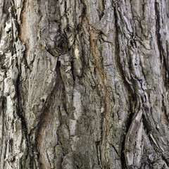 Bark of a young tree