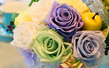 Fototapeta na wymiar Purple and the green rose