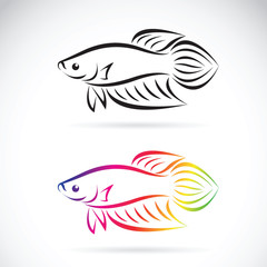 Vector image of a fighting fish design on a white background, An
