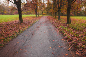 Fototapeta premium Pathway in the forest at autumn with trees and colorful leaves