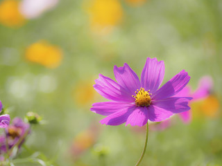 赤紫のコスモス