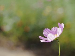 Fototapeta premium コスモスをサイドから