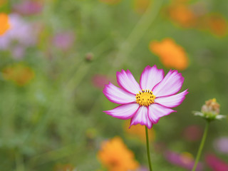 Obraz premium 一輪のコスモス