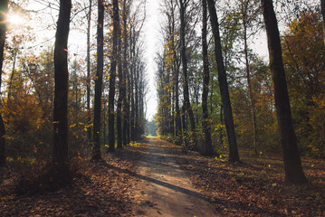 Pathway in the forest at autumn with trees and colorful leaves