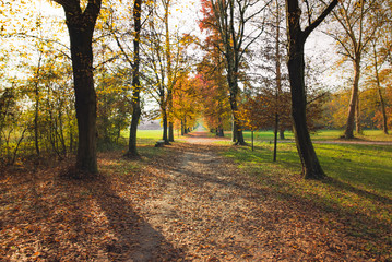 Pathway in the forest at autumn with trees and colorful leaves