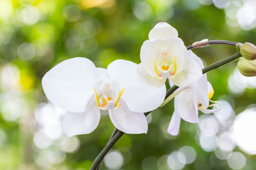 White orchid in the garden