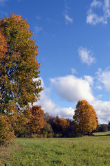Clouds  over yellow maple trees on autumn day