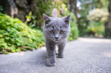 The kitten in the outdoor park
