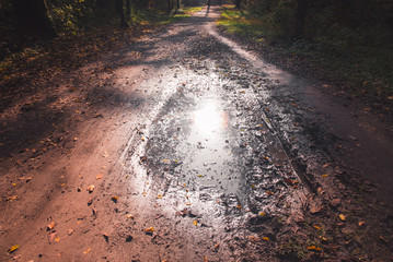 Puddle and sun reflections on a road between the trees