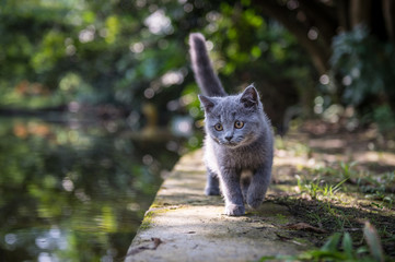 The kitten in the outdoor park