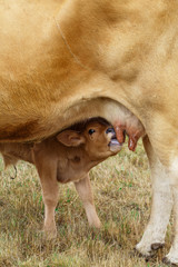 Calf drinking from the udder
