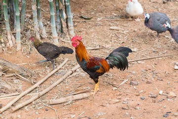 Fighting cock was walking and finding food © Praiwun Thungsarn