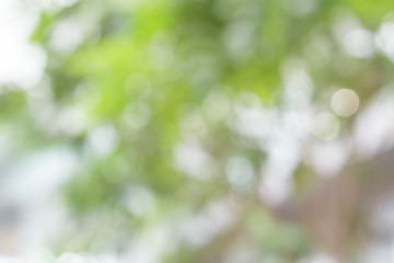 White and green nature bokeh circular shape, abstract background.