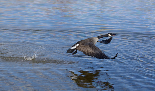 Canada Goose taking off and flying over lake