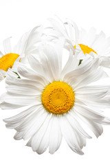 Floral poster. Daisy, camomiles isolated on white background