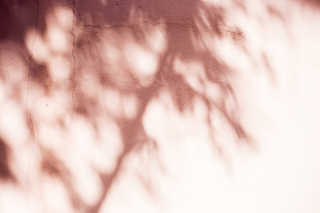 leaf shadow on the wall