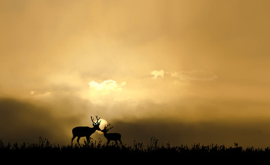 Naklejka na ściany i meble sunset background with deers silhouettes