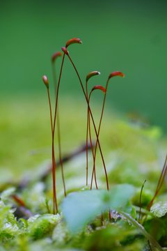 Garnetophyt mit herauswachsendem Sporophyt